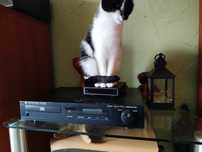 Cambridge audio D500se