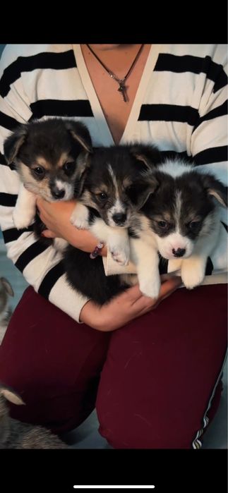 Вельш Корги Пемброк