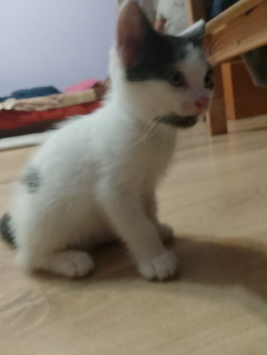 Oddaję kotkę za darmo