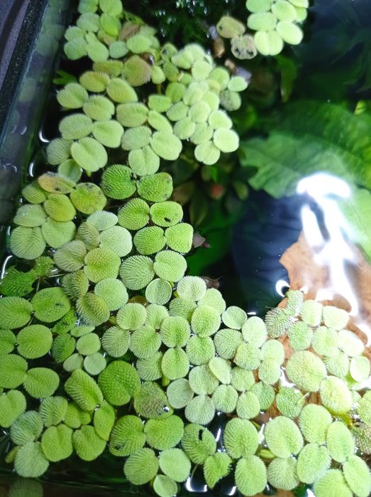 Salvinia natans, roślina akwariowa, paproć wodna - Salwinia pływająca