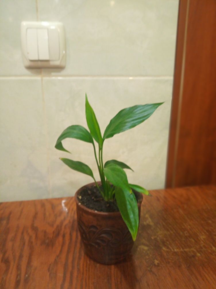 Комнатное растение спатифилум
