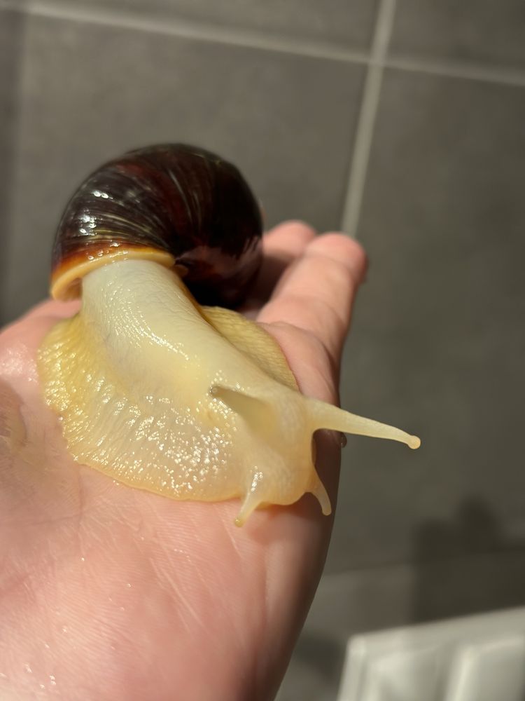ślimaki afrykańskie Lissachatina Fulica Albino body