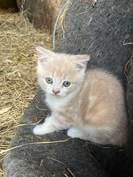 Кошеня шотланська