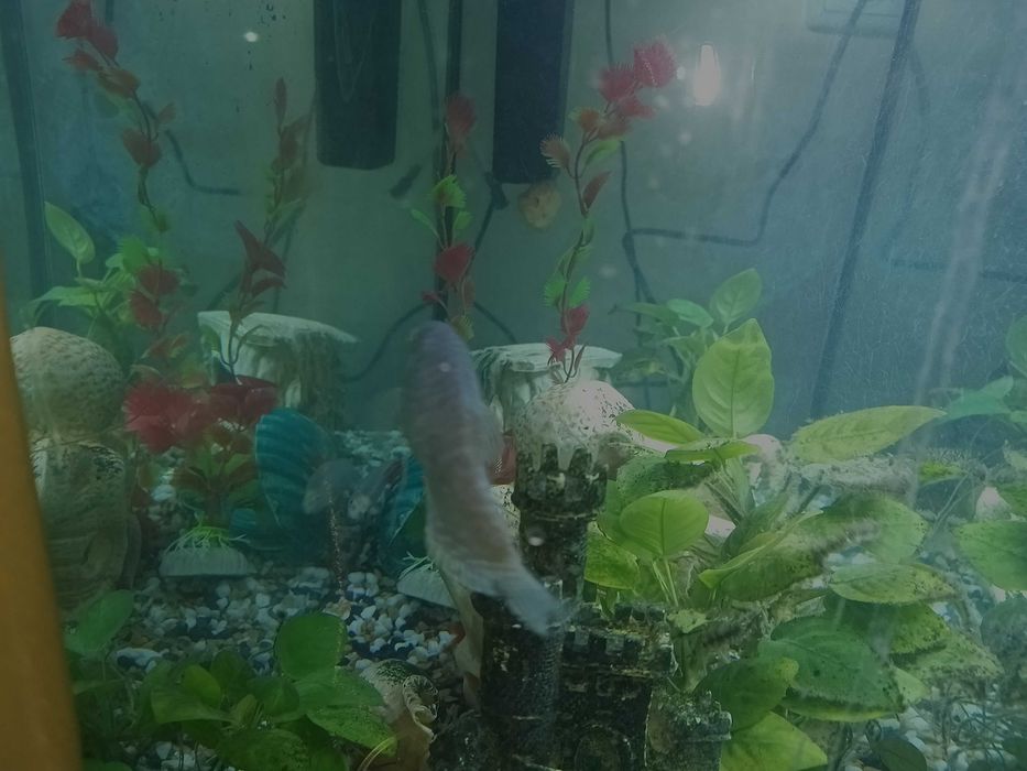 Акваріум 70 літрів