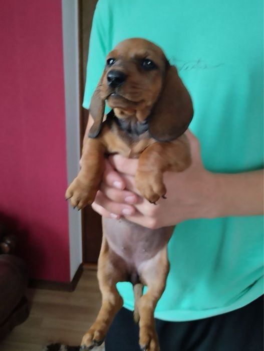 Чарівні Таксенята