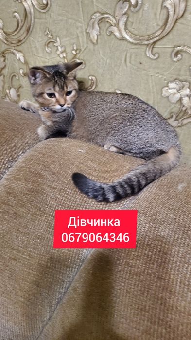 Шотландські кошенята золота шиншила