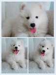 Szczeniaczek Samoyed sunia