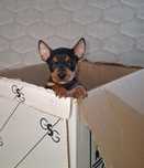 Cachorrinhos pincher