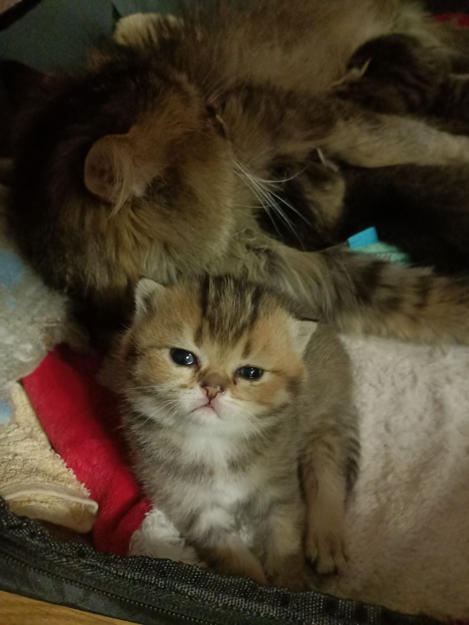 Кошенята шотландці
