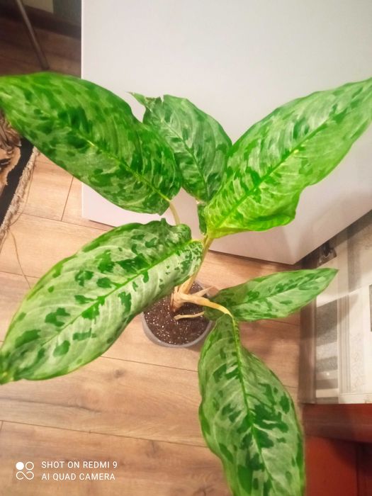 Шикарні аглаонеми