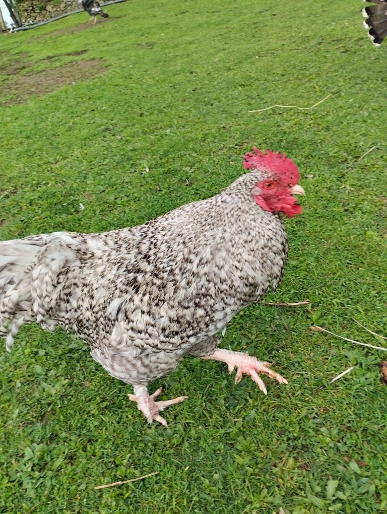 Aves criadas ao ar livre, a solta