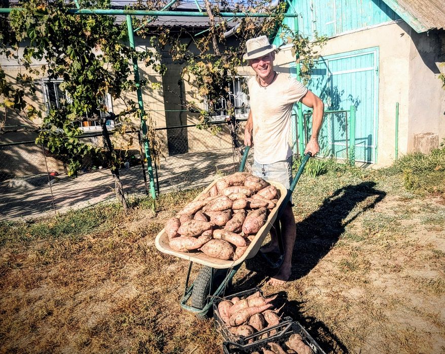 Батат органический ( для еды , маточные клубни ,  рассада на весну )