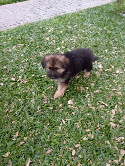 Pastor Alemão Fêmea