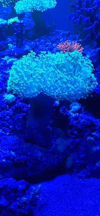 Sarcophyton ultra fluo long polyp akwarium morskie szczepki