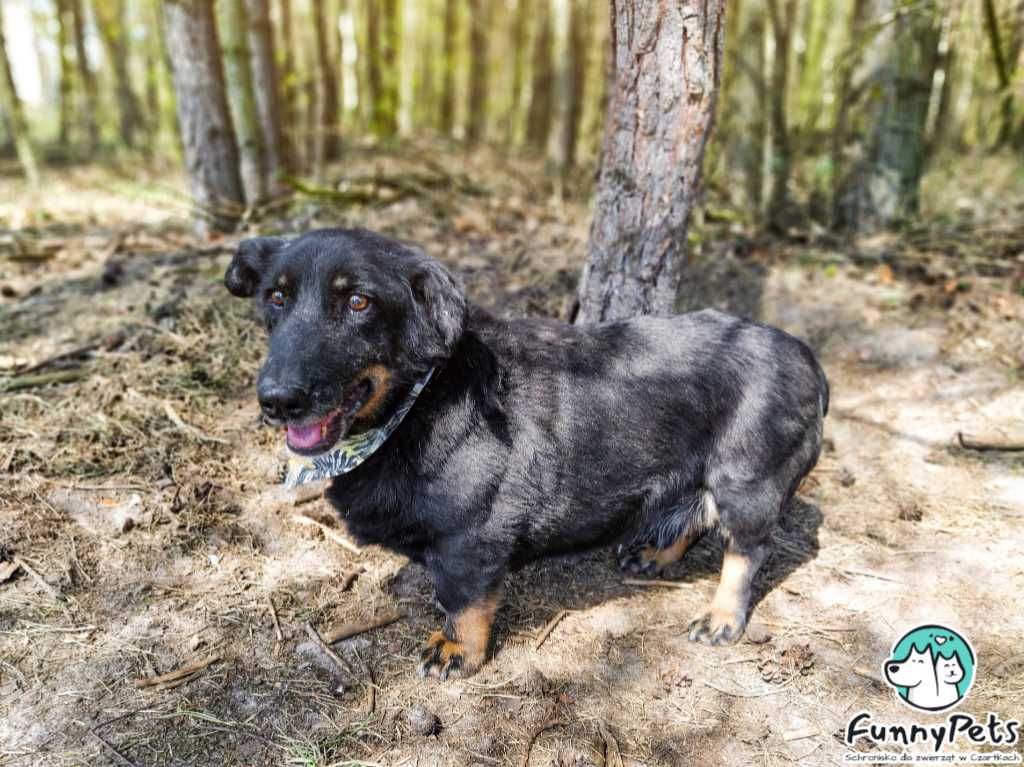 Przyjacielski, miły psiak Kuks poleca się do adopcji!