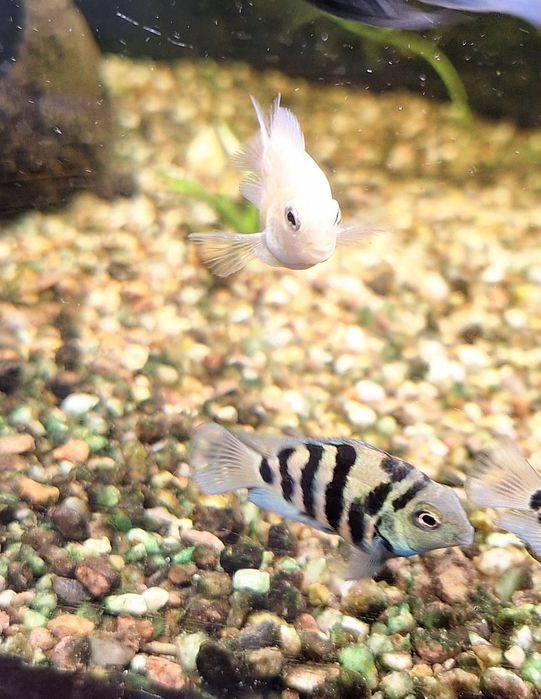 Ryby akwariowe Pielęgnice Papuzie