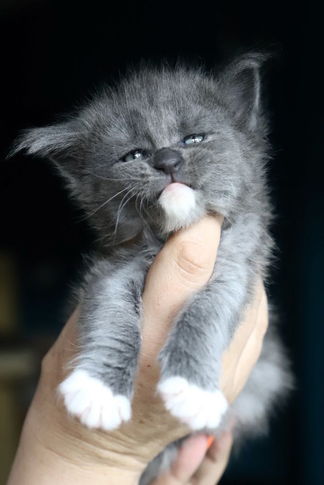 Cudna niebieska z bielą kotka maine coon !!