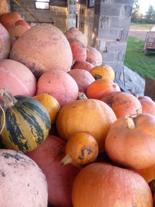 Dynia jadalna i na ziarno