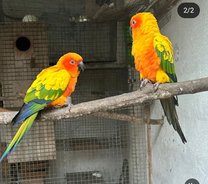 Aratinga sol para criar à mão