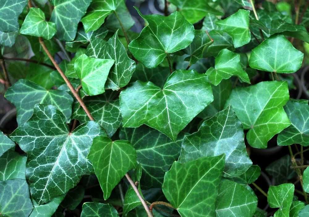 Bluszcz Pospolity 'Woerner' - Hedera Helix