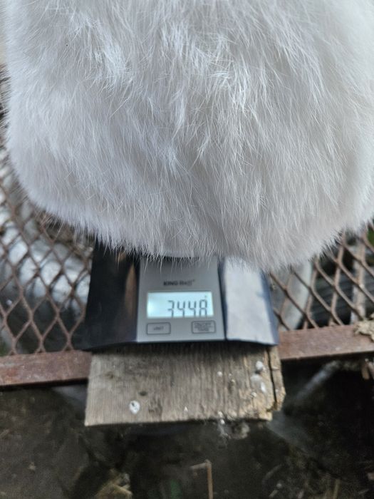 Królik kalifornijski czarny samiec