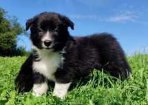 Rasowy pies z pełną dok. przebadani rodzice BORDER COLLIE z Hodowli