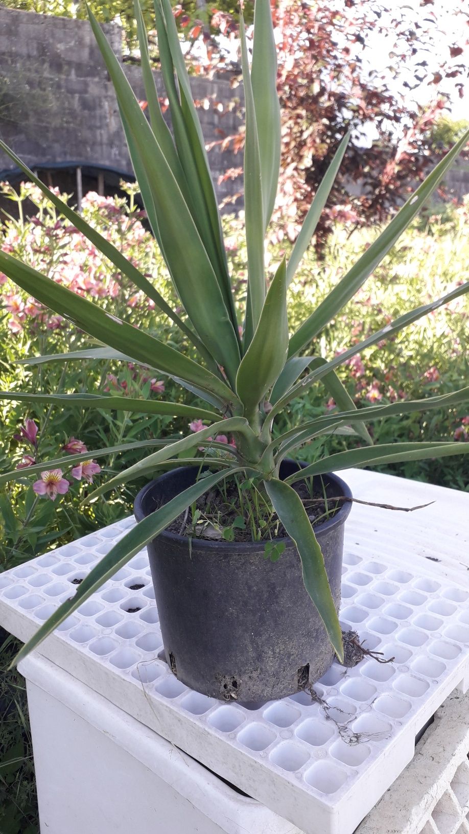 Palmeira Yucca Jovem