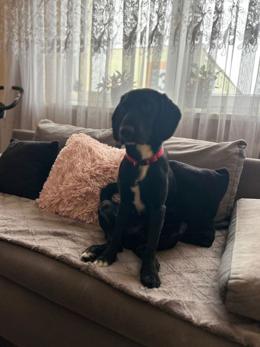 Oddam psa w dobre ręce