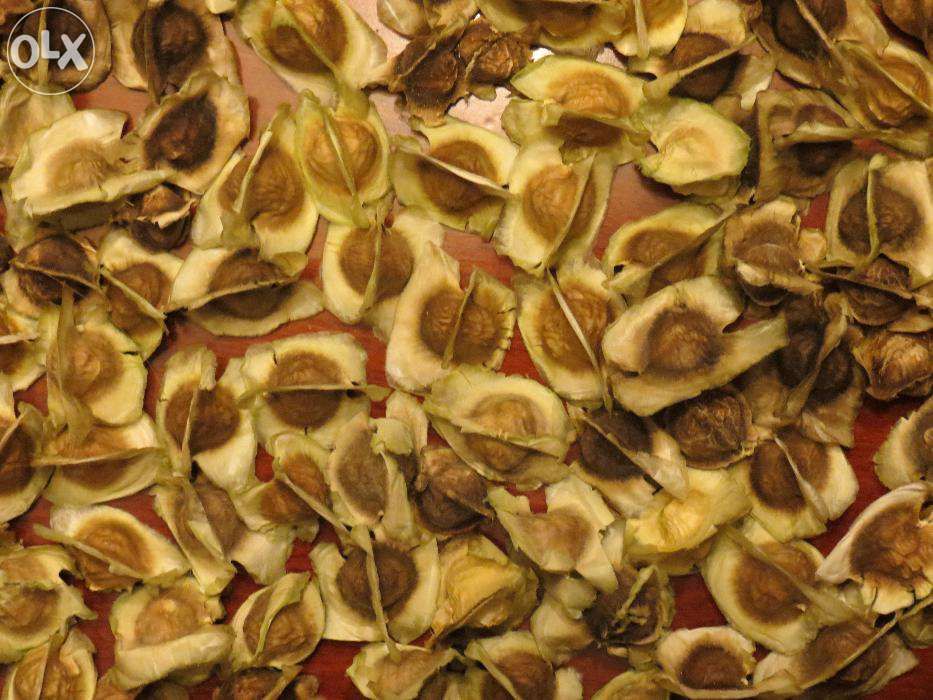 Sementes de Moringa Oleifera. A Árvore da vida