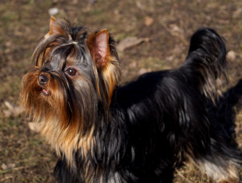 Бонифаций приглашает на вязку.