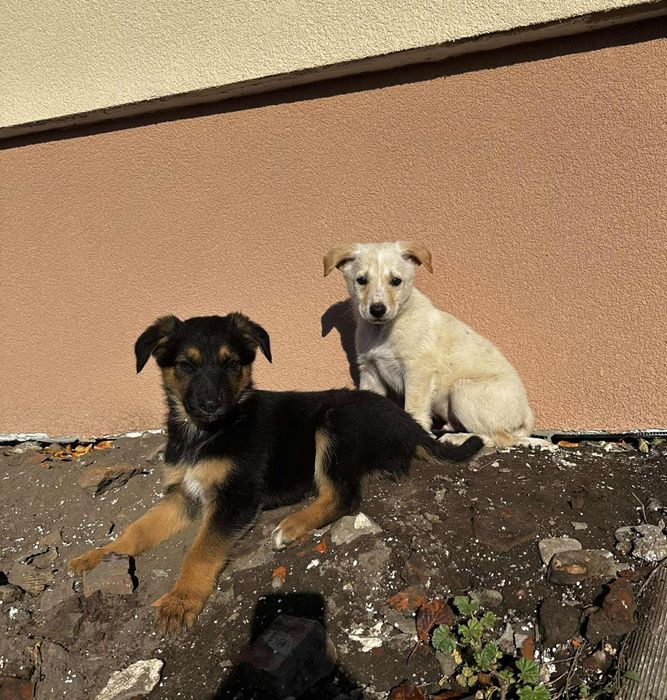 Цуценята в добрі руки метис вівчарки