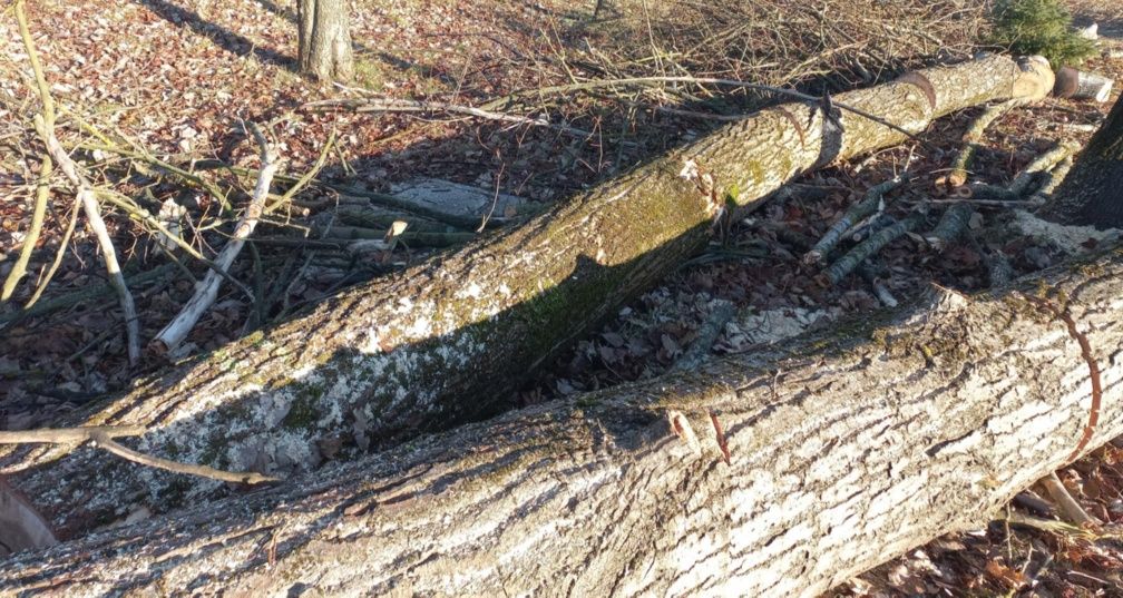 Topola kłoda 50cm srednicy opał