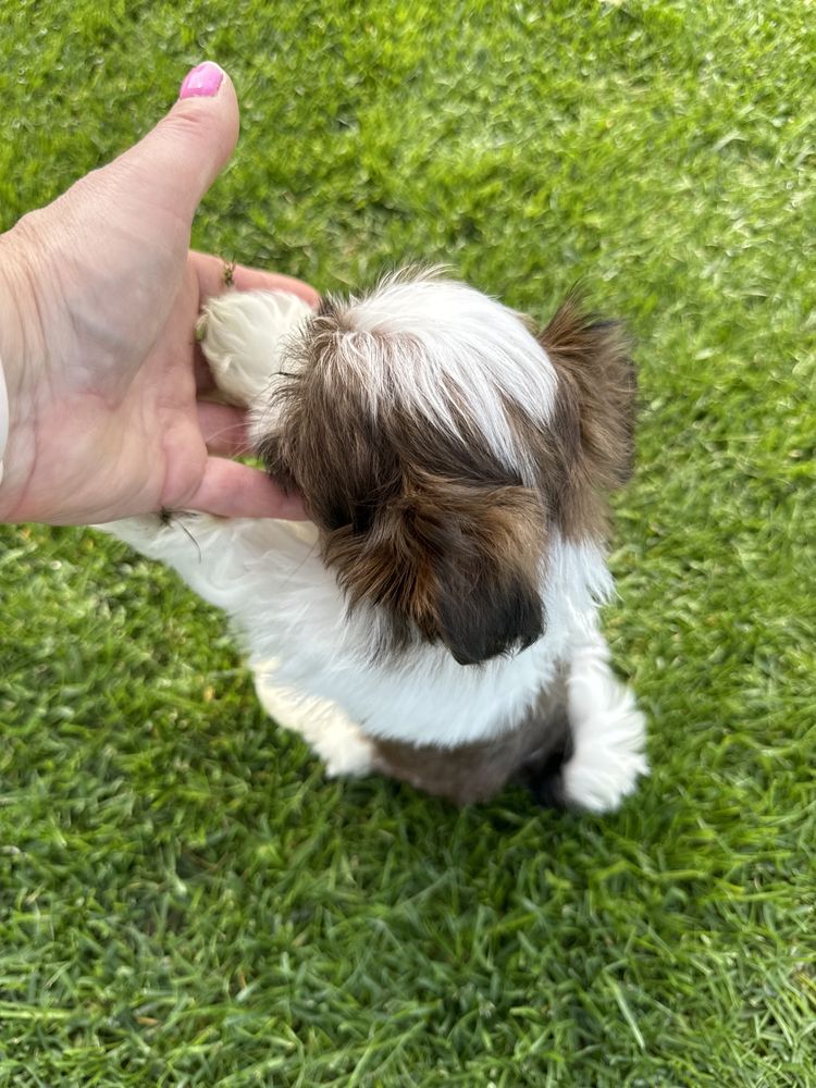 Piesek shih tzu szuka nowego domku