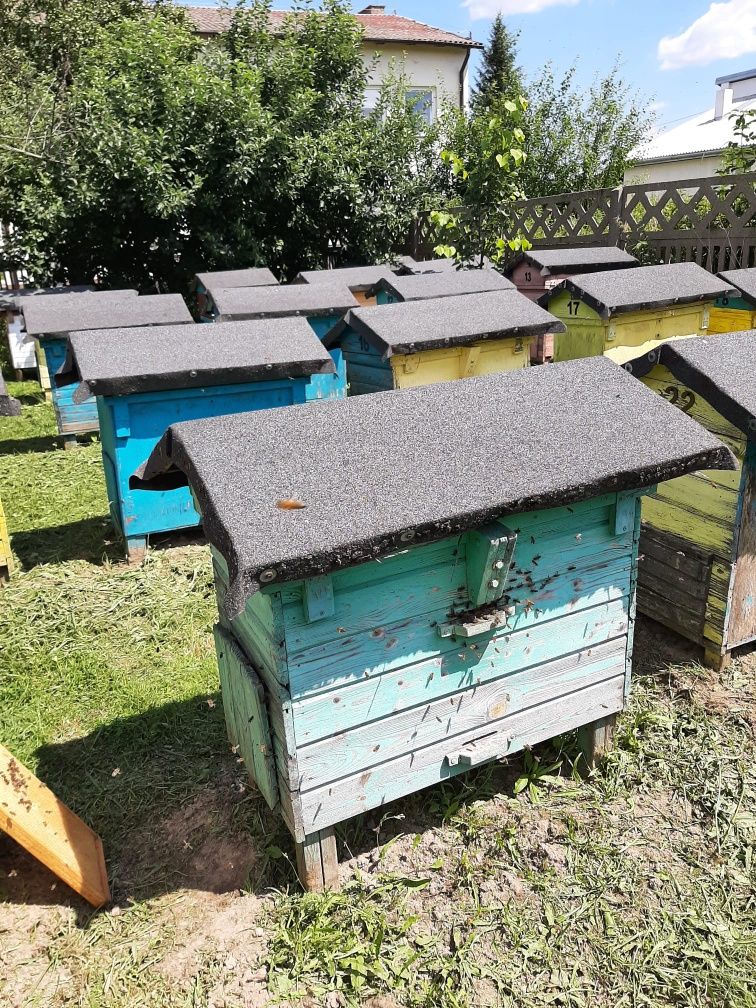Pszczoły, ule, 20 rodzin pszczelich w ulach warszawskich