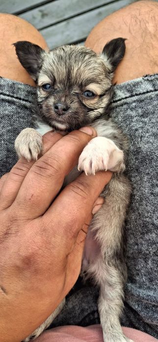 Chihuahua Sobolowa suczka