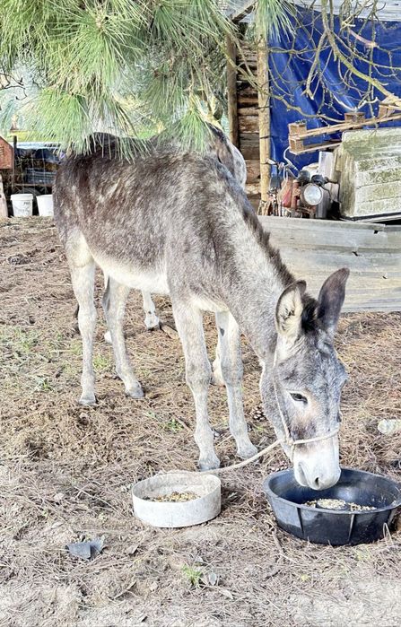 Burro Mirandês para doacao
