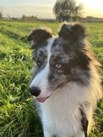 Piękny Pies Border Collie Blue Merle Reproduktor !