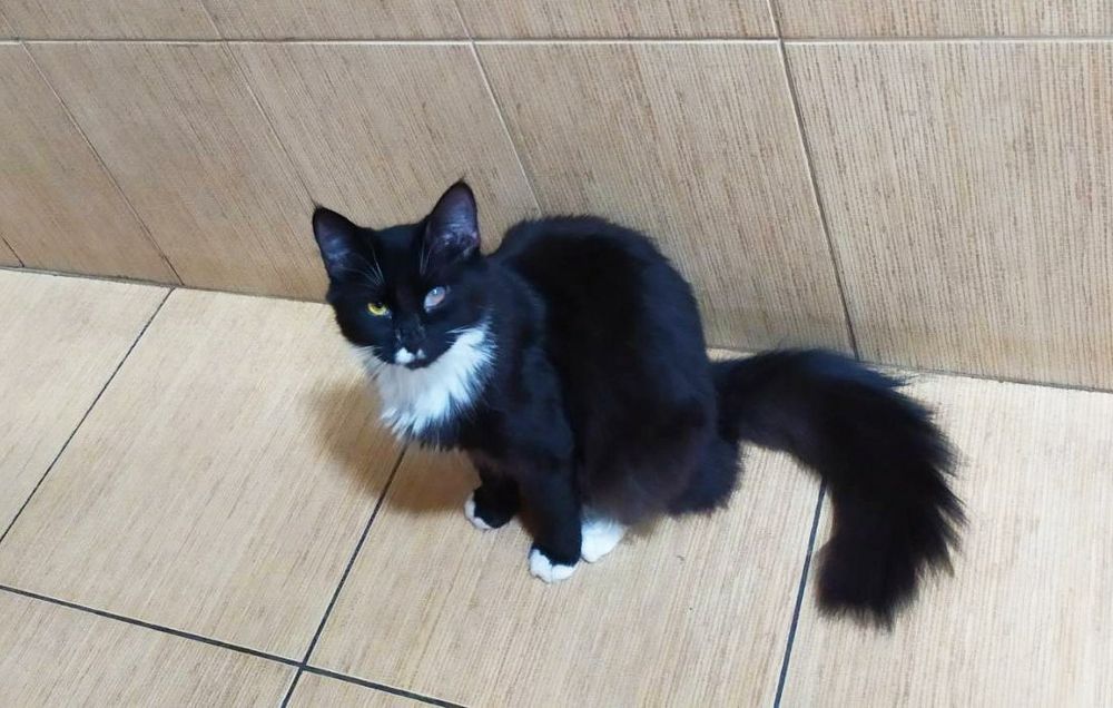 Пухнаста хмаринка щастя, кішечка Зая, кішка, котеня 5 міс.