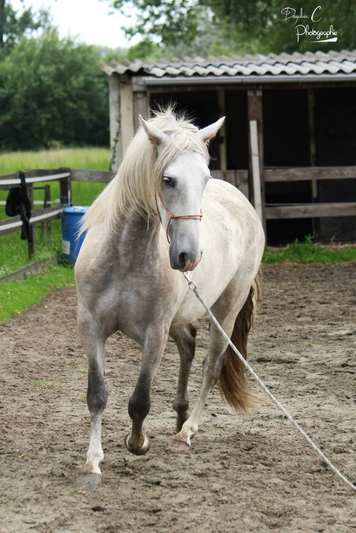 Os Serviço cavalos