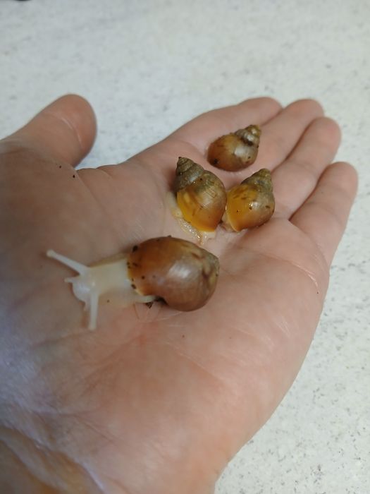 Oddam ślimaki afrykańskie