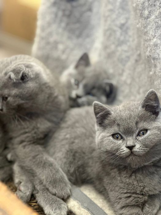 Чистокровні котики Британці