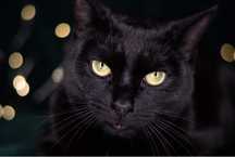 Traci dom tymczasowy - czarna kotka Molly do adopcji
