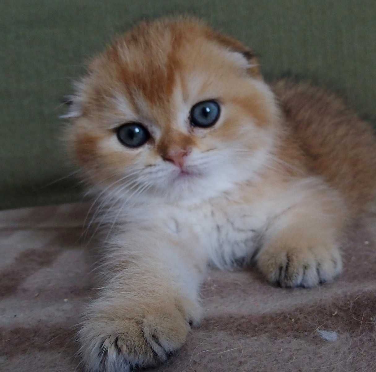 Kocurek Szkocki Zwisłouchy PZF. WCF Scottish Fold Złota Szynszyla
