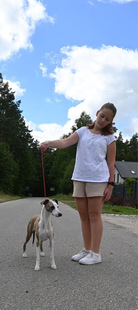 Whippet Chart Angielski-suczka