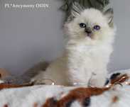kocurek Ragdoll, oryginalny rodowód Felis Polonia