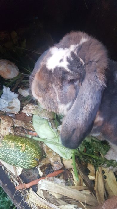 Ķrólik baran francuski (samiec)