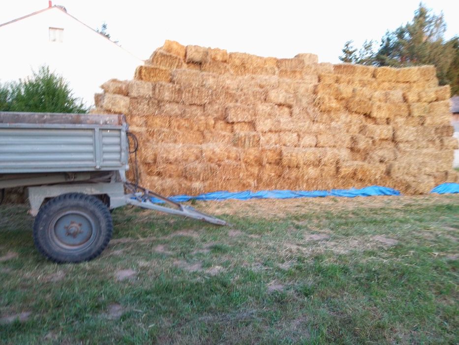 Sprzedam słomę 3000 tysiące szt snopki ciuki.. Transport