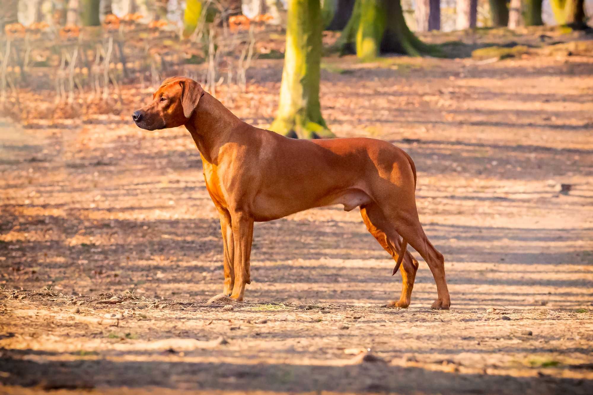 Rhodesian Ridgeback ZKwP/FCI 2024.