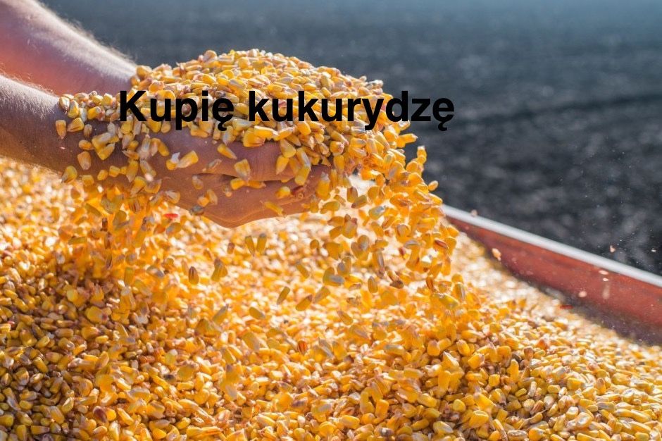 Zbior kukurydzy na ziarno