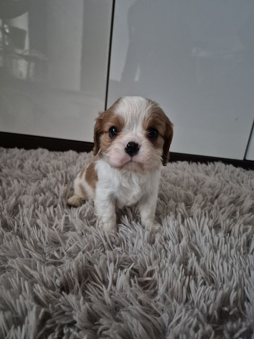 Cavalier king charles spaniel